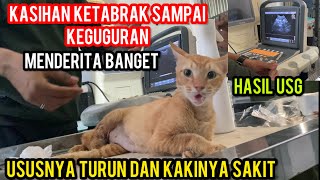 KUCING HAMIL KETABRAK KEGUGURAN AKHIRNYA DI USG INI ISI RAHIMNYA [upl. by Nosremaj]