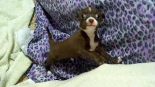 chihuahua  italian greyhound puppy crying [upl. by Hilleary22]