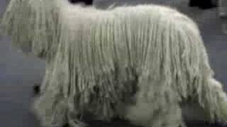 Komondor Dog Movie [upl. by Rickard]