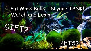 Marimo Moss Balls unboxing and care how to put them in your tank Pet Moss [upl. by Oribel]