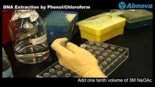 DNA Extraction by Phenol Chloroform [upl. by Domash381]