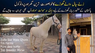 Zulla Sial Horse Beautiful shelter  Desi Horses at TM Farm  Breeding tips and horse jump facility [upl. by Hestia574]