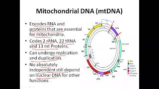 Mode of Inheritance  Mitochondrial Inheritance [upl. by Chafee]