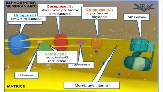 Les mitochondries  Description structurale et fonctionnelle [upl. by Anerev]