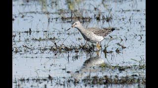 Lesser Yellowlegs Frampton Marsh RSPB Lincolnshire 21424 [upl. by Soneson535]