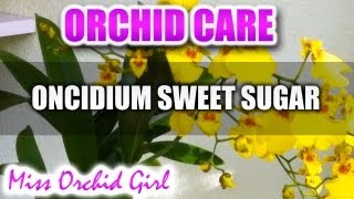 Orchid Care  Oncidium Sweet Sugar [upl. by Ced]