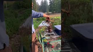 Elecampane roots and their health benefits gardening smallfarm herbalmedicine naturalmedicine [upl. by Capps]