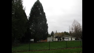 Giant Sequoia trees I planted 40 years ago [upl. by Lavern569]