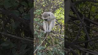 Felix juvenile monkey eating monkey pellets [upl. by Vasya]