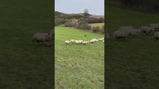 Incredible Scottish sheepdog herding sheep [upl. by Roer]