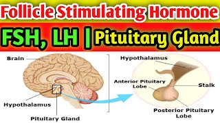 Follicle Stimulating Hormone FSH  lh Hormone fertility [upl. by Innattirb]