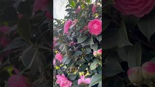 Cute Camellias 🪷 nature flowers beautiful naturelovers popular public viralvideos views [upl. by Ellessig]