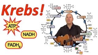 Krebs Mr Ws Krebs Cycle Song [upl. by Damalas339]