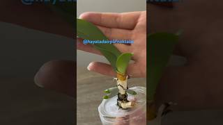 Root a rootless orchid with 1 garlic clovefor the rest of the videohayatadairpüfnoktalar plants [upl. by Akenna]