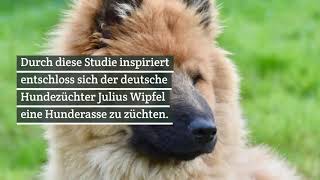 Eurasier Erziehung  die besten 7 Tipps [upl. by Marcelo]