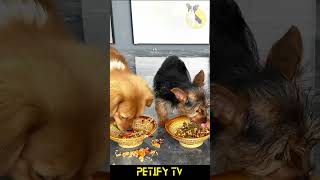 Cute Puppies Enjoying Their Meals 🥰🍽️ Food Review dog puppy shorts review dogvideo cute Food [upl. by Buchanan]