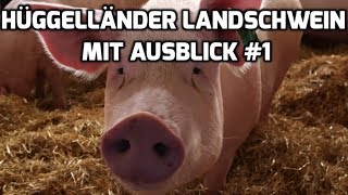 Hügelländer Landschwein mit Ausblick 1 [upl. by Airamat]