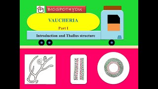 Vaucheria Part I Introduction and Thallus structure [upl. by Bertha816]