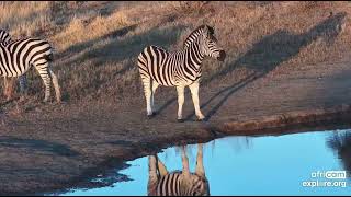 Herd of Zebras Drink Reflections Are Mirrored in the Waterhole 1042024 exploreorg [upl. by Nnadroj366]