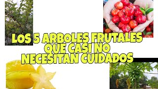 LOS 5 ARBOLES FRUTALES QUE REQUIEREN MENOS CUIDADOS Ideal para Principiantes [upl. by Etnad]