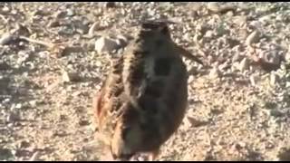 American Woodcock Dances to Get Down On It [upl. by Weidner]