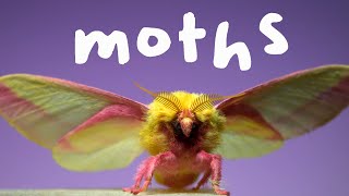 7 Spectacular Moths in Slow Motion [upl. by Yentuoc]