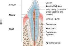 AampPII Chapter 23 Digestive system lecture part 1 [upl. by Gabbey81]