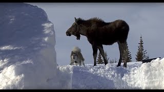 Moose and Malamute Messing About in the Snow Behaviour [upl. by Ahseuqal734]