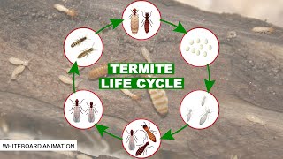 THE LIFE CYCLE OF THE TERMITE [upl. by Peppi]