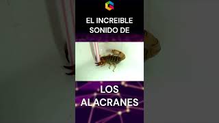 EL INCREIBLE SONIDO DE LOS ALACRANES [upl. by Ttoile]