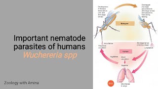 Some Important Nematode parasites of Humans  Wuchereria species [upl. by Brunell]