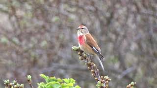 Singing Linnet  Zingende Kneu [upl. by Aloke985]