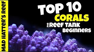 Top 10 Corals For Reef Tank Beginners [upl. by Nnayecats]