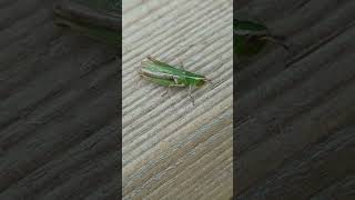 A Lesser Marsh Grasshopper thinking about escaping [upl. by Repsac444]