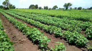 Drip irrigation in bt Cotton in the soil of medium black calcareous soils of Saurashtra region [upl. by Slrahc]