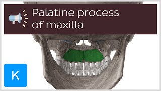 Palatine process of maxilla  Anatomical Terms Pronunciation by Kenhub [upl. by Silletram]