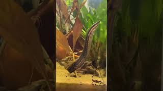 Beautiful fire eel exploring freshwaterfishtank eel [upl. by Myna]