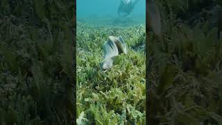 Moray eel attackunderwatervideo nature divingredsea [upl. by Nogas]