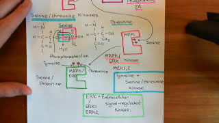 Receptor Tyrosine Kinases Part 7 [upl. by Xonnel]