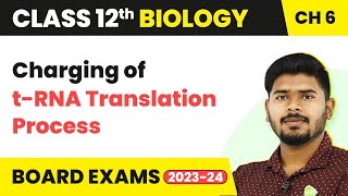 Class 12 Biology Ch 6 Charging of tRNA Translation Process Molecular Basis of Inheritance 202223 [upl. by Nelleh]