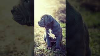 🐾🛡️ Meet the Neapolitan Mastiff🏰🐕 Dog Dogs Dogfacts NeapolitanMastiff NeapolitanMastiffs [upl. by Atiraj376]