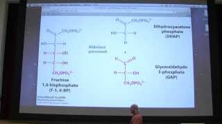 21 Kevin Aherns Biochemistry  Glycolysis I [upl. by Kamp]