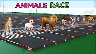 Animals Race Rabbit Rhino Turtle Cheetah Hippo Cow Alligator Lion Sheep Kangaroo [upl. by Rogerson]