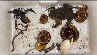 A Giant Toad High Jump and Giant Millipedes Fold Up with Scorpion Creeping Near Bamboo Stump [upl. by Atinas459]