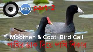 Moorhen and Coot Bird Call  পাখির ডাক দিয়ে পাখি শিকার [upl. by Etteve]