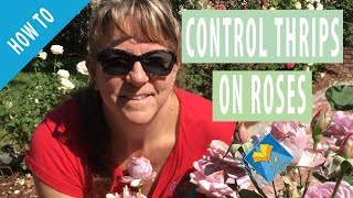 How To Control Thrips on Roses [upl. by Sletten]