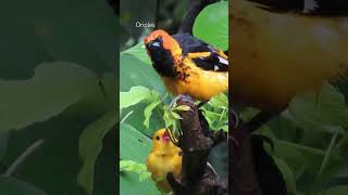 OriolesCalandriasIcterus birding birds migratorybird residentbirds [upl. by Ethelred]