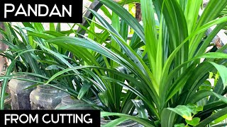 Growing PANDAN from Cutting  How to Propagate PANDAN in Water [upl. by Warfore622]