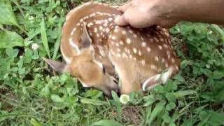 Baby deer are you OK New born Read info [upl. by Zindman469]