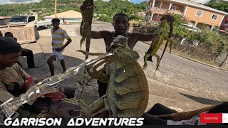 iguana hunting PT2 stvincentandthegrenadines [upl. by Ennirak]